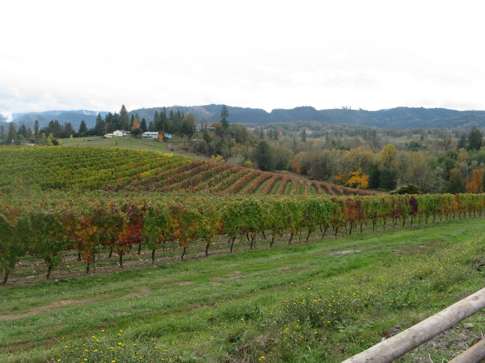 Tarra's Travels Roseberg, Oregon in the Umpqua Valley