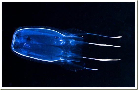 [01-most-poisonous-animals-in-the-world-king-box-jellyfish2.jpg]