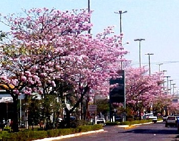 "Rosa choque" na Avenida Brasil em Tangará da Serra