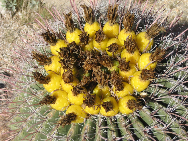 Barrel Cactus in bloom