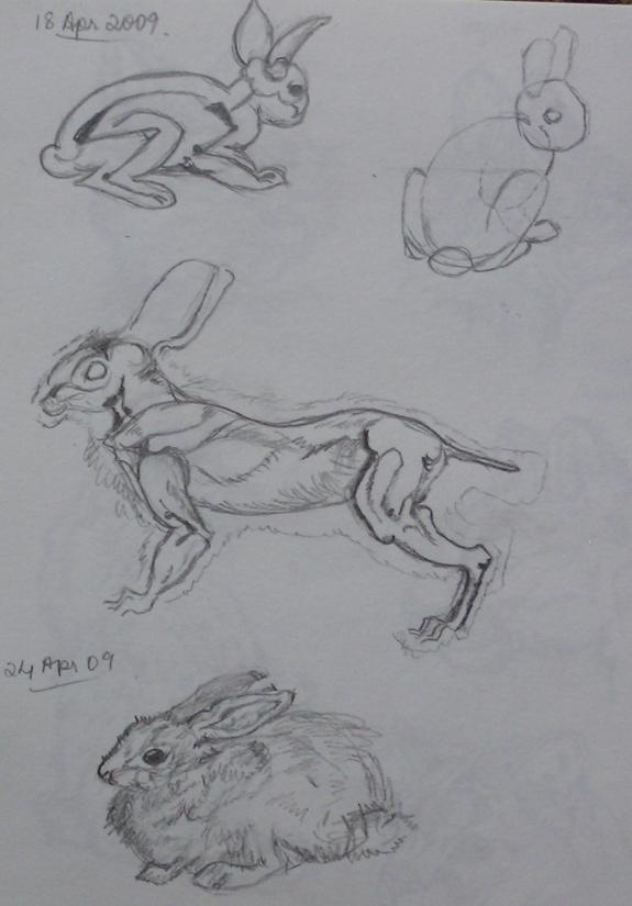 Rabbit Study
