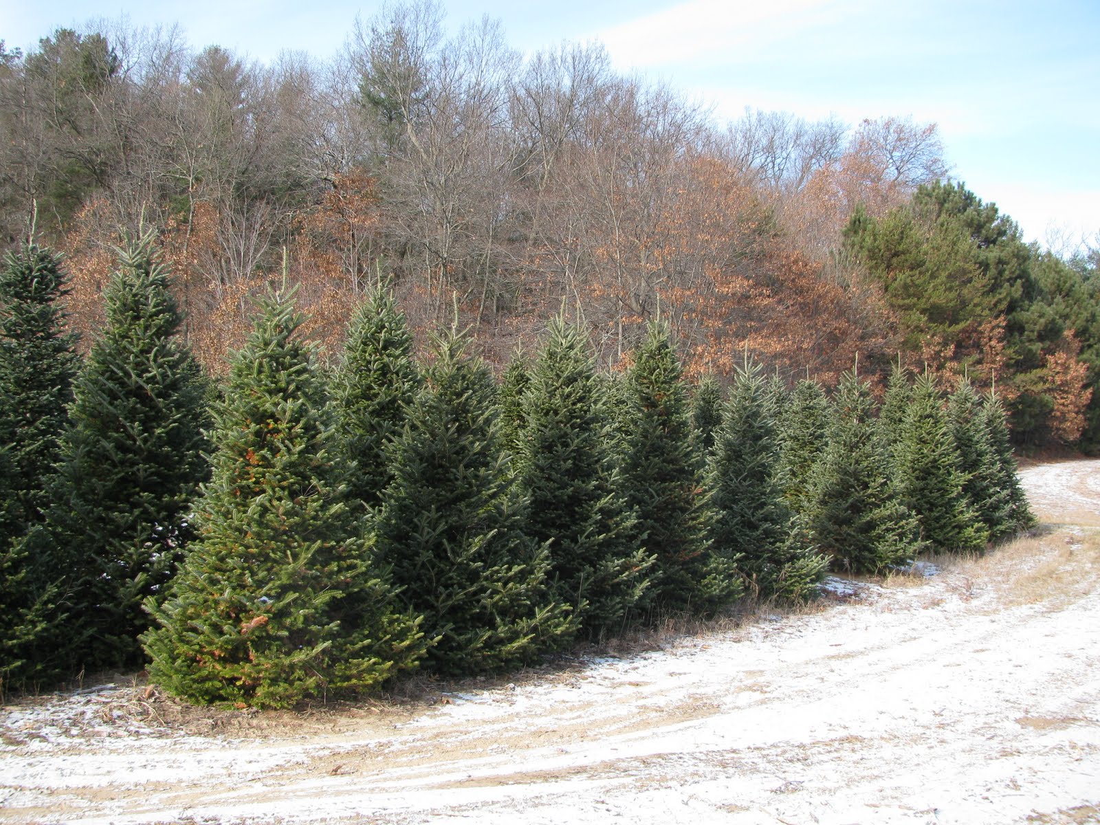 [Christmas+Tree+09+036.JPG]