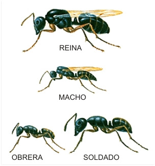 insectos de importancia forestal: INSECTOS SOCIALES