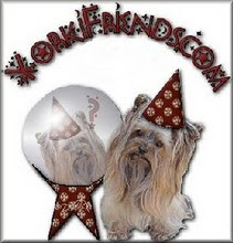 My Yorkie Forum