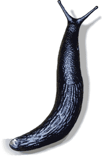 Black Slug