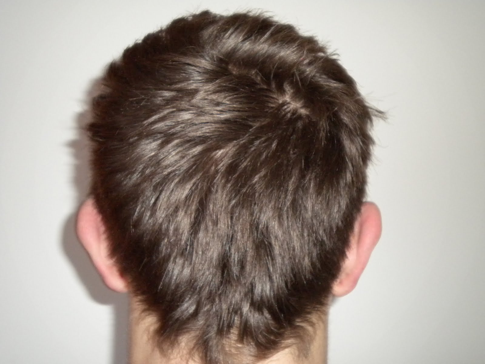 anatomy of the back head