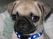 . with my new Pug puppy, Pugnificent. I plant to post pictures and videos.