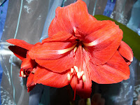 Amaryllis