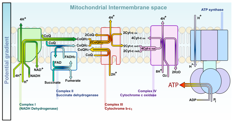 Glycerol Phosphate Shuttle.