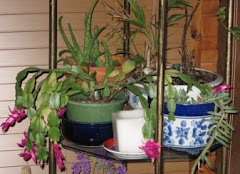 Christmas Cactus in Bloom