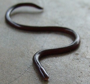 download small snake like worm download small snake like worm