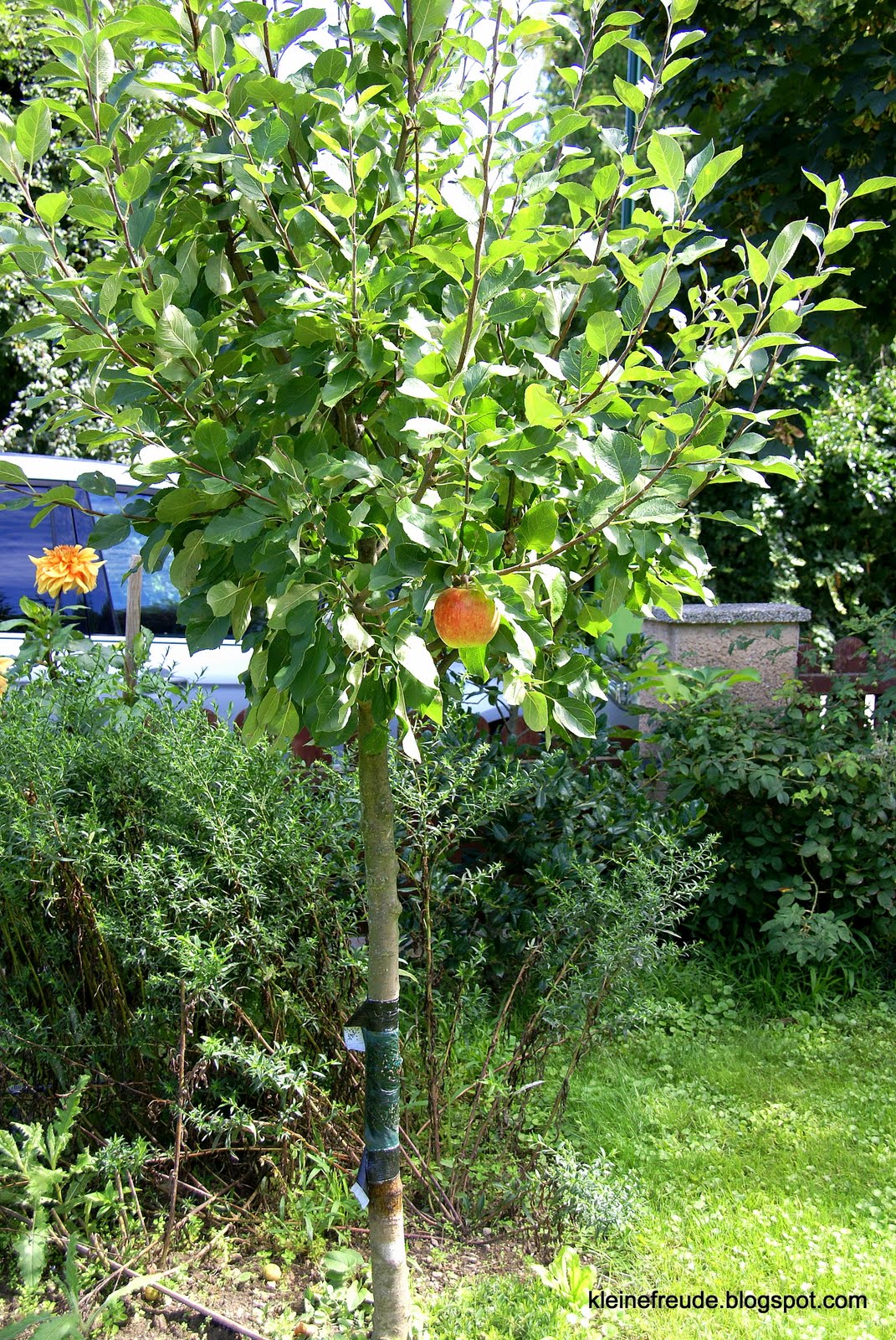 kleine freude Apfelbaum