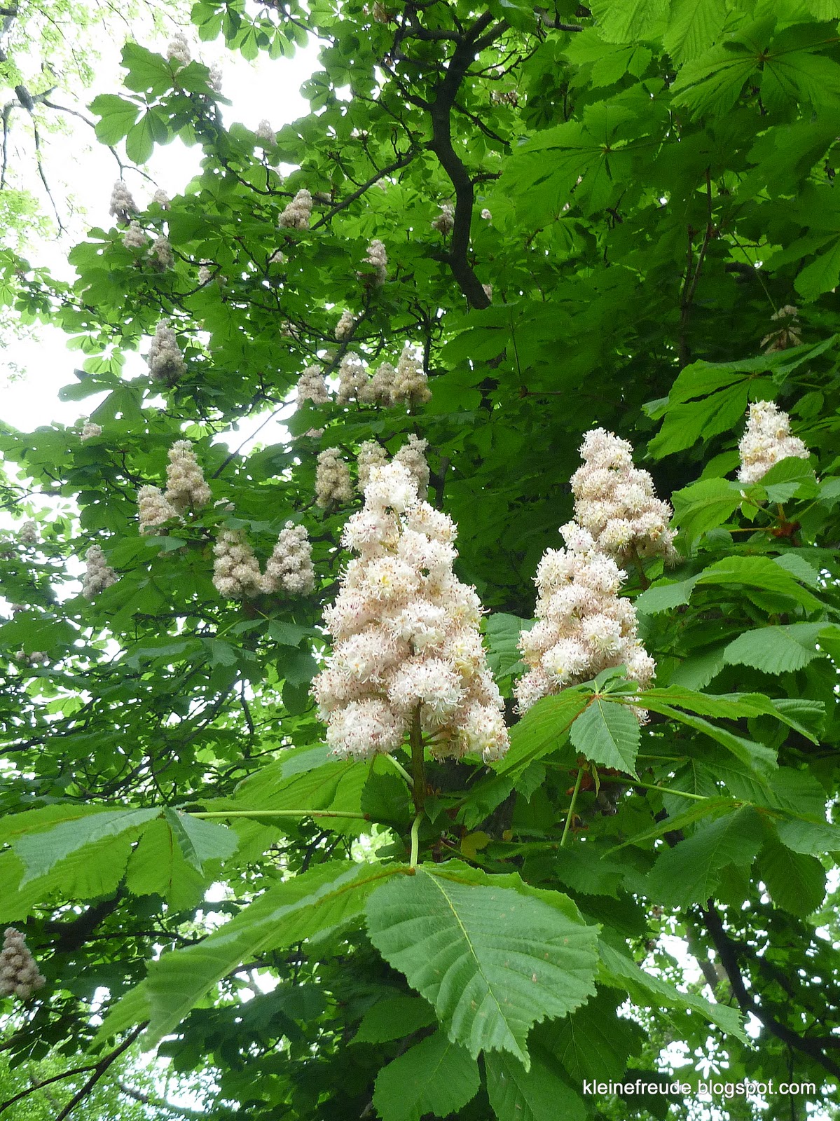 kleine freude Der Kastanienbaum