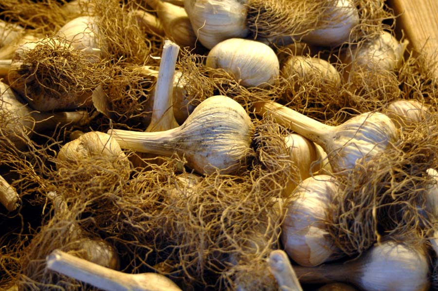 [garlic.doc]