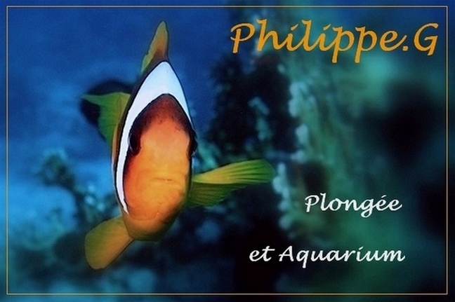 Philippe.G