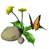 Buterfly