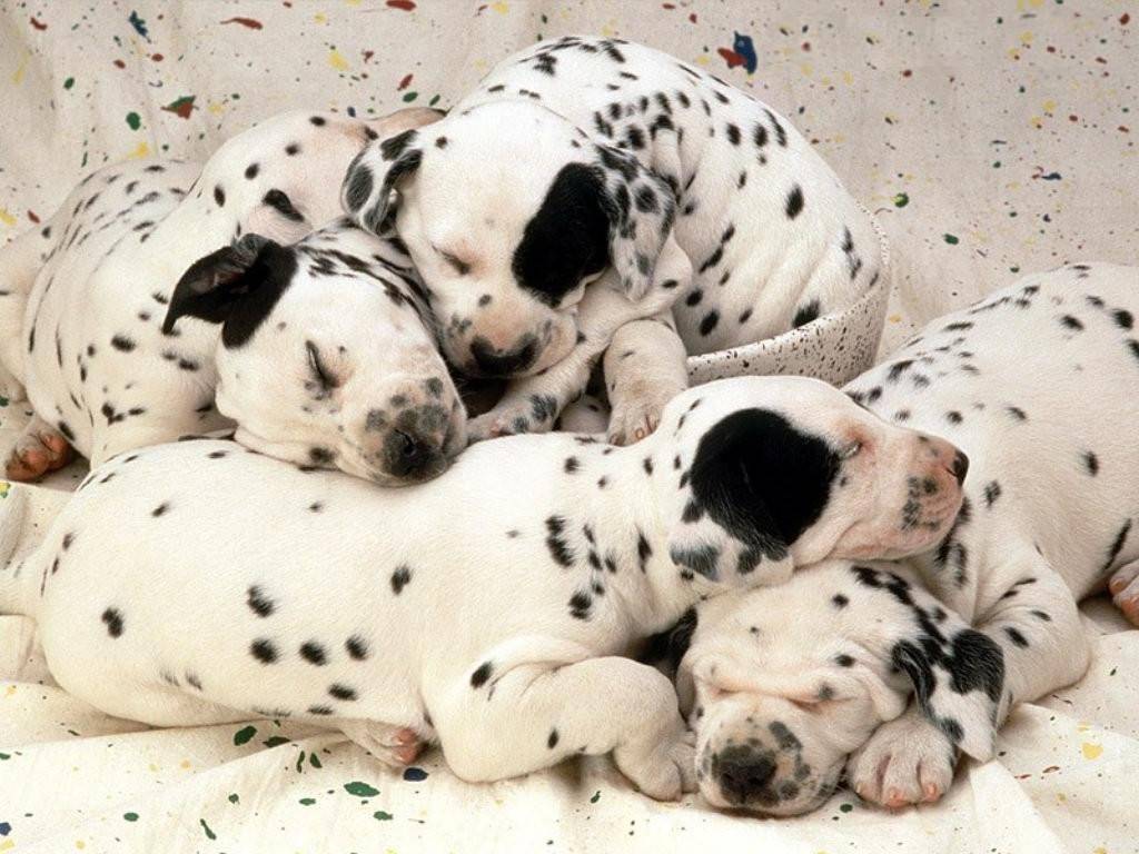 WALLPAPERS DE PERROS Y GATOS wallpapers de perros y gatos: