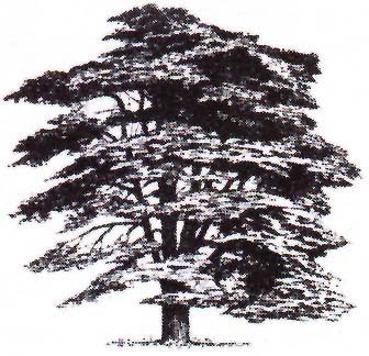 Cedar Ant
