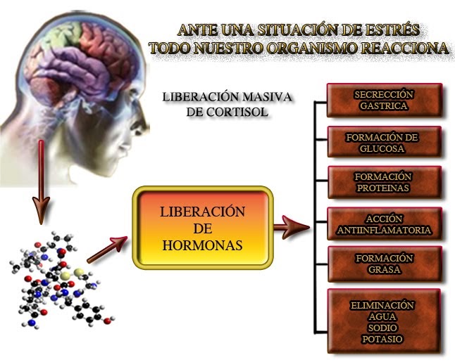 bioloisaac El Cortisol y estres