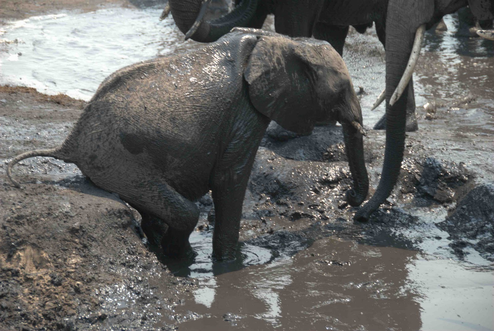 Sylena's Journey Through Africa Elephant Mud Bath