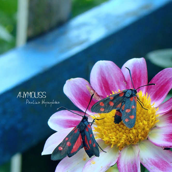[DSC01186+copy.jpg]