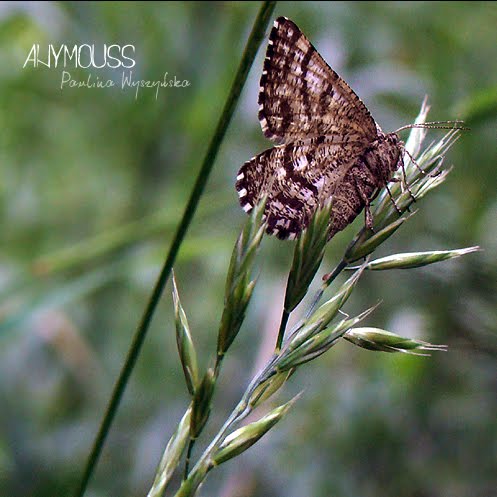 [DSC07757+copy.jpg]