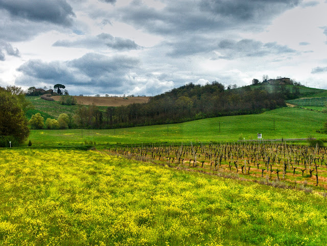 viñas de la toscana