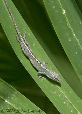 Click for larger image of green lizard
