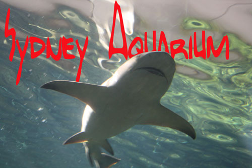 Verrückt nach Fisch: Haie im Sydney Aquarium