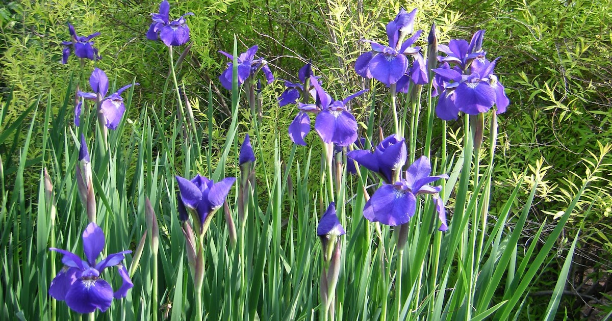 Gardentopia Mellow Yellow Spirea