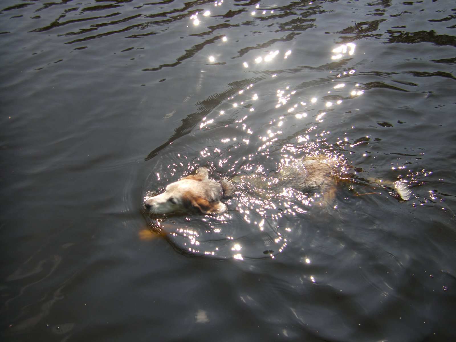 [Patsy+Swimming.JPG]