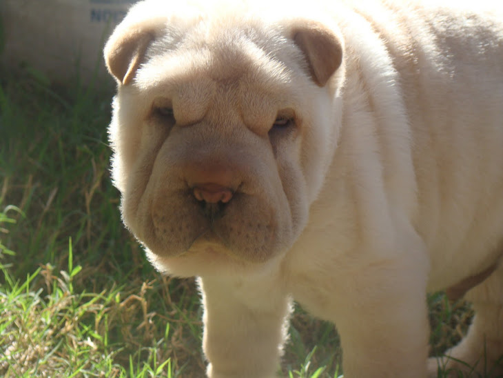 BUDAS HOME BIG FRODO HIJO DE GASPAR