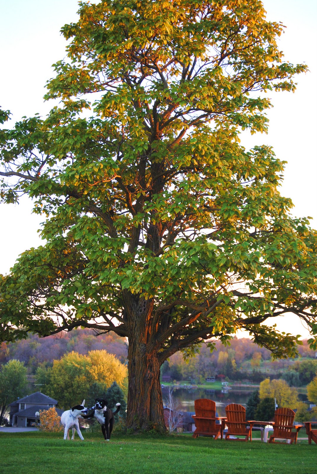 Schram Vineyards Winery & Brewery Waconia, MN The Chitalpa Tree