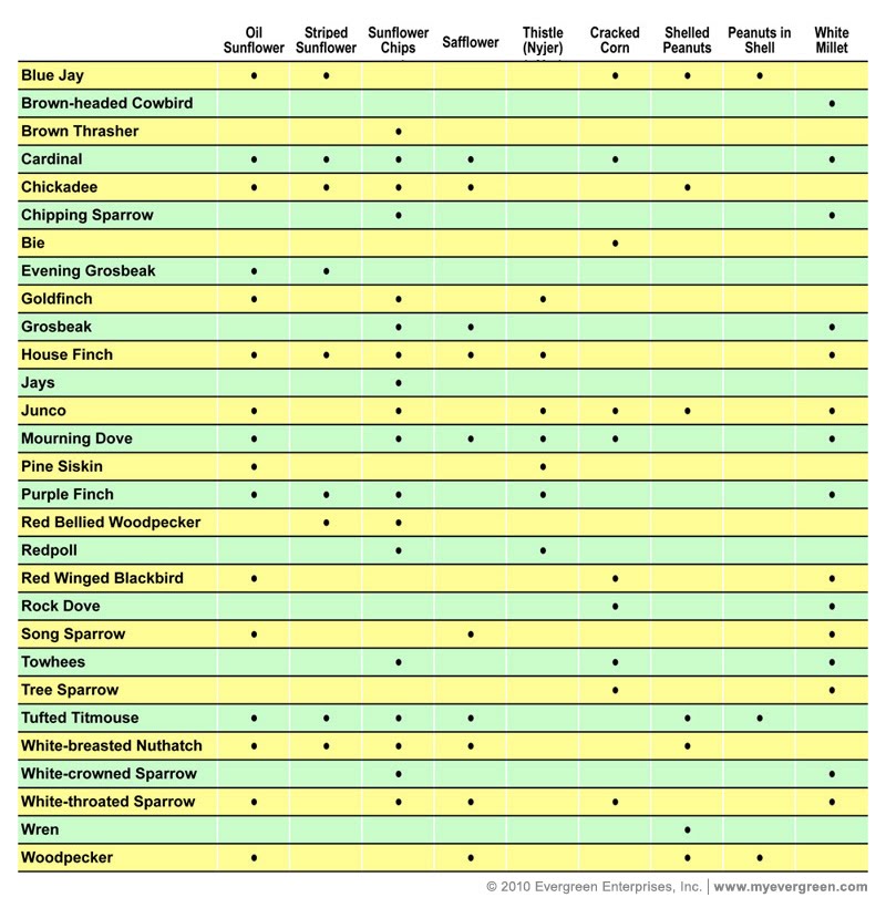 Evergreen Enterprises Seeding Strategy Bird Feeder Best Practices