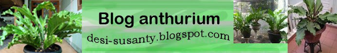 blog anthurium