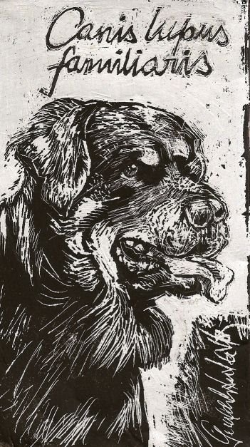 [canislupus.jpg]