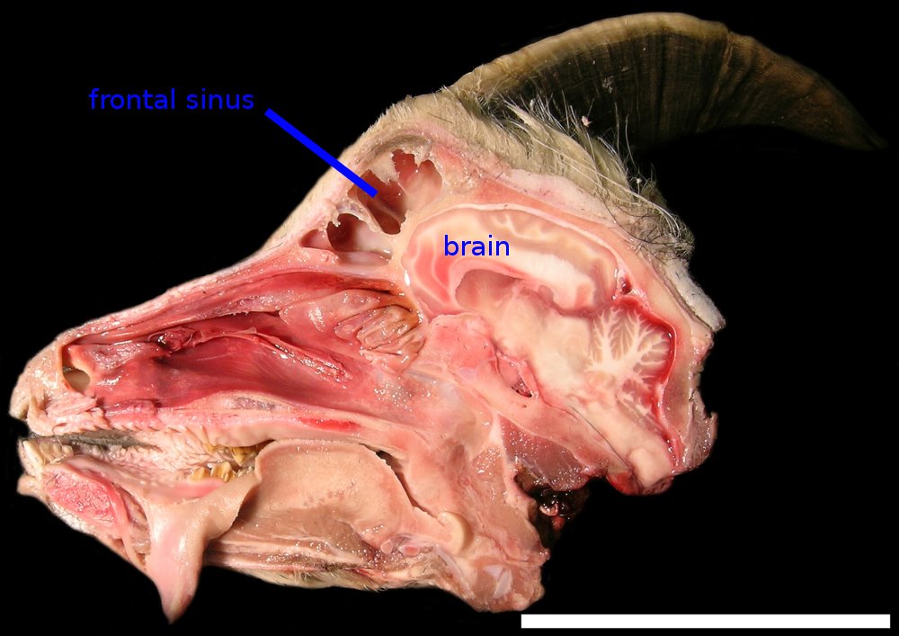 [goat_head.jpg]