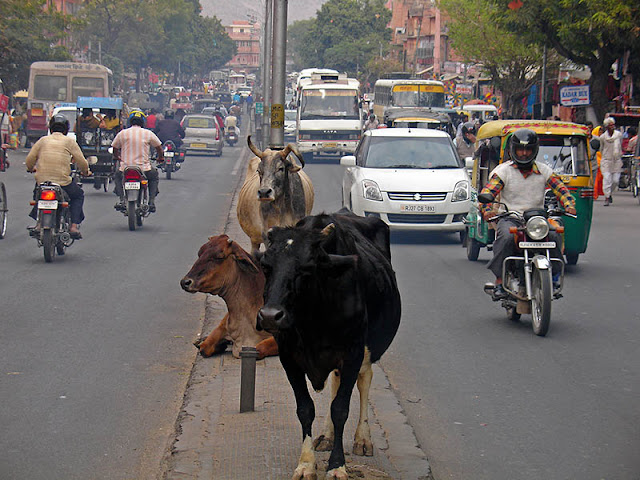 Vaches au milieu de la chaussée à Jaipur, Inde