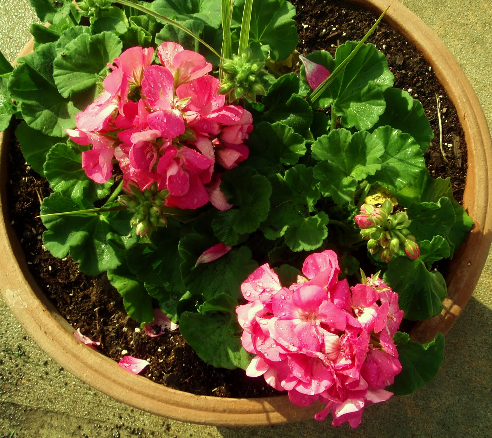 Oxford Impressions Tulips, Geraniums, Lilies, Petunias, Clematis