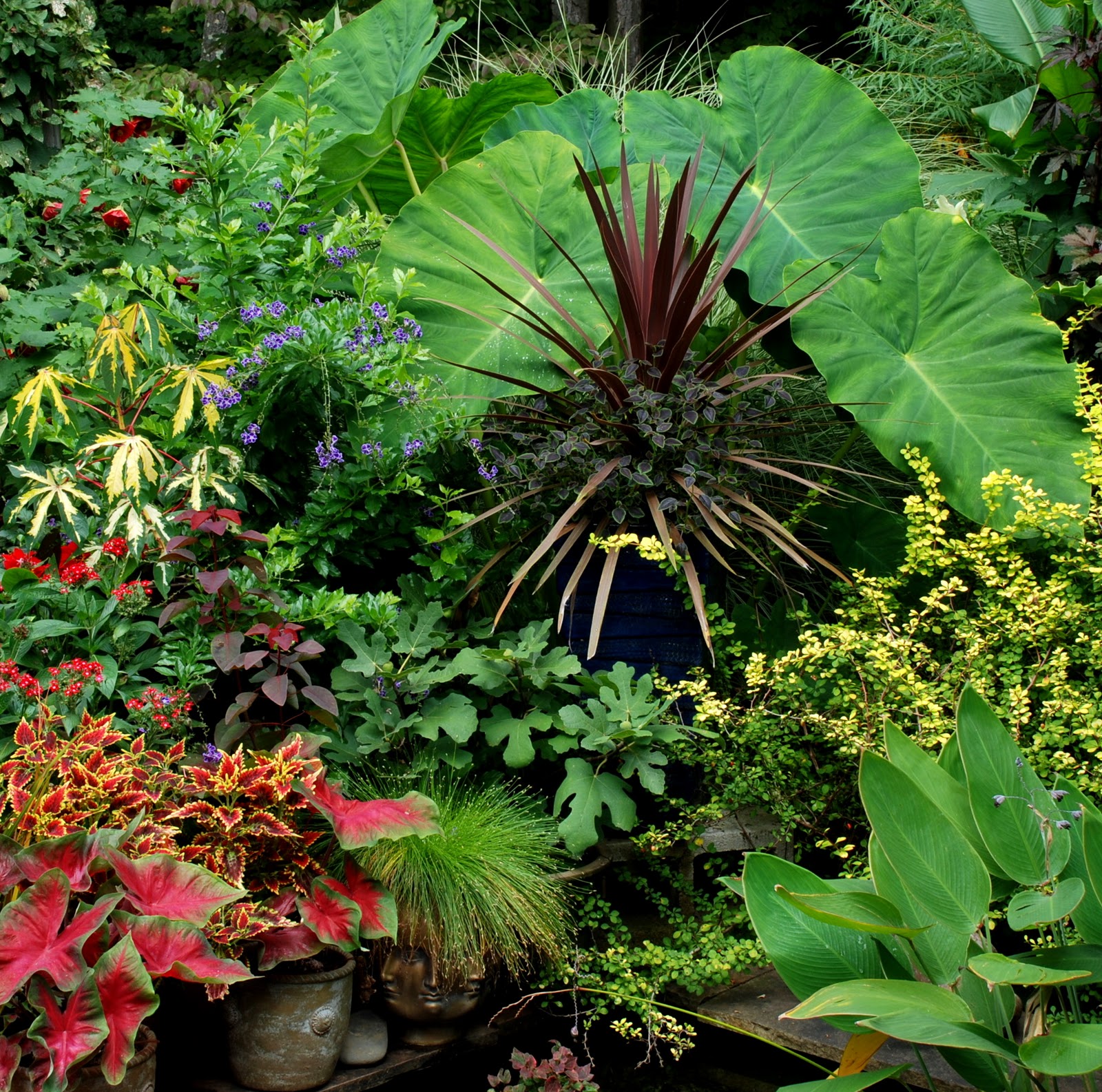 A plant sluts garden blog images