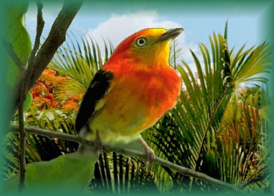 http://1.bp.blogspot.com/_RY3spuxSZOc/S3GuZ9WSfiI/AAAAAAAAADY/imf3i__PUNM/s400/uirapuru_imagem_01.jpg
