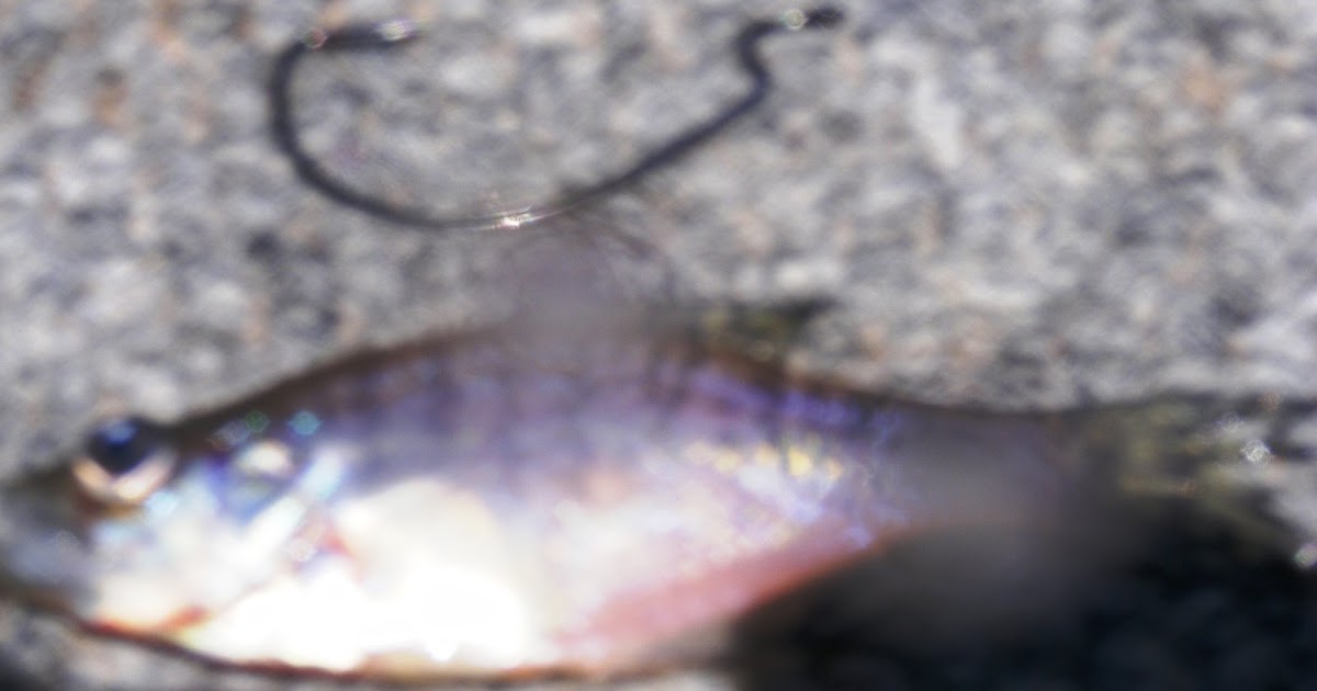 Weatherby Lake Fishing BABY CRAPPIE