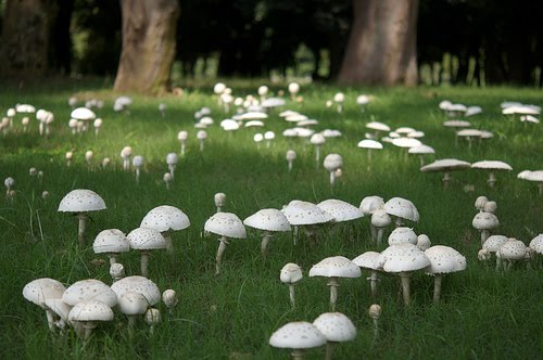 [a++cogumelos+branquinhos++via+marshmallowphantom+.jpg]