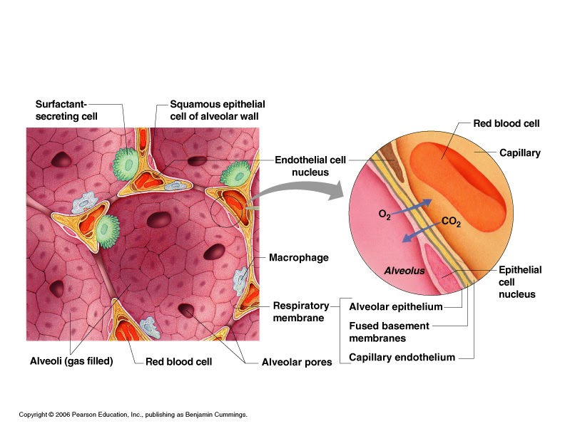 What's HAPpening?!: The Respiratory Membrane