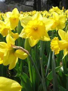 [daffodils.jpg]