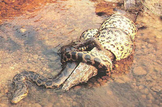 Massive Anaconda