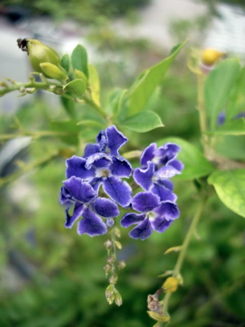 花束にされない花達 デュランタ