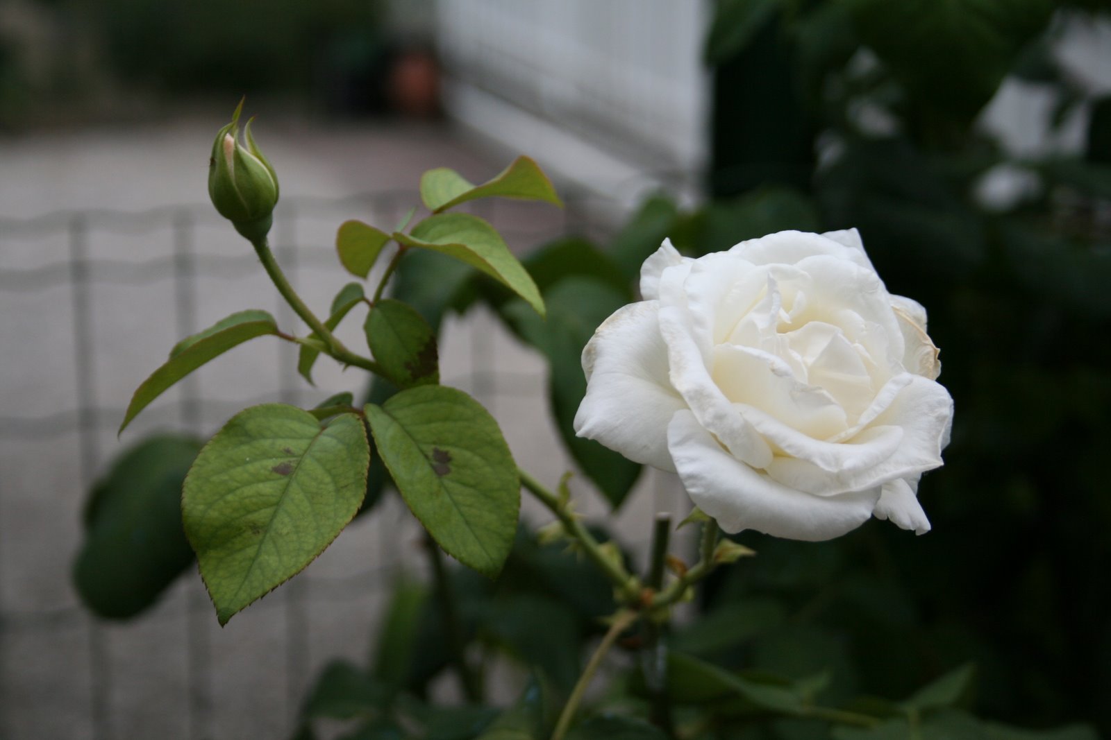 [IMG_0794.JPG]