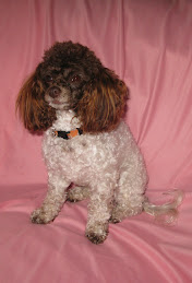 Huggy the Parti Poodle