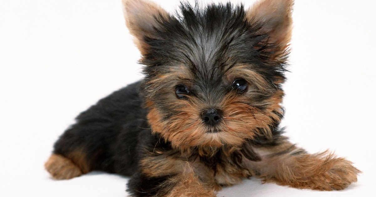 Tu Sooraj Main Saanjh, Piyaji - Wikipedia